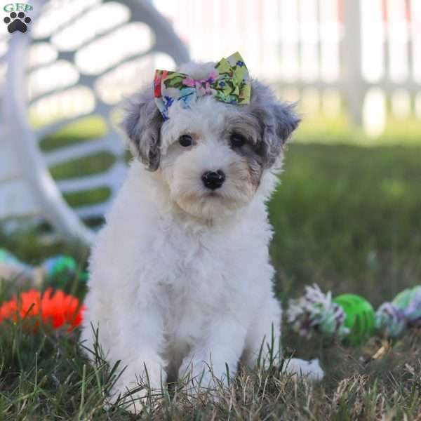 Paisley, Toy Poodle Puppy